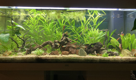 aquarium Communautaire