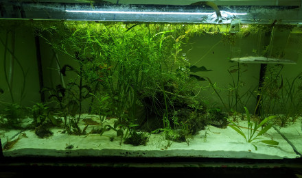 aquarium Communautaire 120L