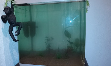 aquarium First aquarium