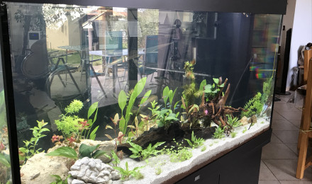 aquarium Mon Aquarium