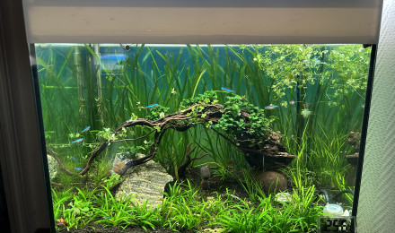 aquarium Oase style Line 85