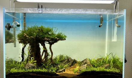 aquarium Tree scape v2