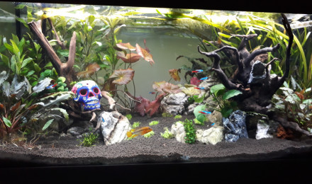 aquarium Le Canyon Amazonien d Apple et Mac