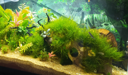 aquarium Communautaire tempéré débutant