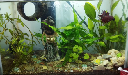 aquarium Aquarium de Gunter le combattant crowntail