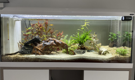 aquarium Maison