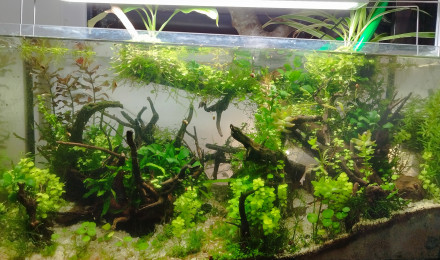 aquarium Fangorn Forest Low tech arrêté le 9 mai 2024
