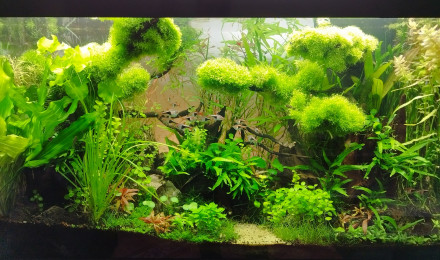 aquarium Bornéo aquascape jungle