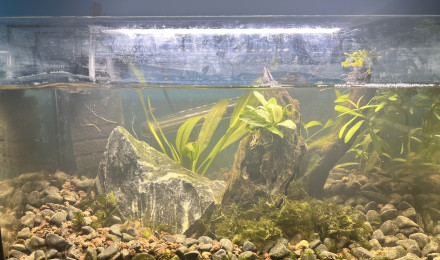 aquarium Bac crevettes