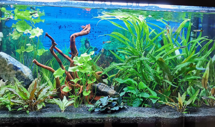 aquarium Aquarium Pascal
