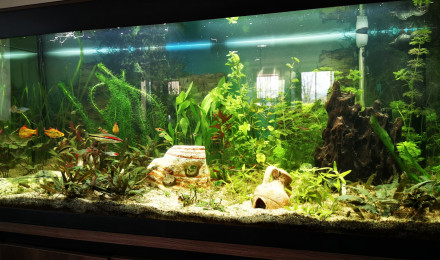aquarium 240 litres asiatique