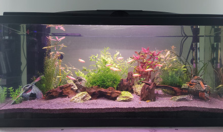 aquarium Aquarium Salon