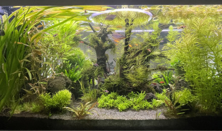aquarium Eheim Incpiria 430