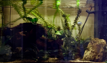 aquarium Aquarium origine