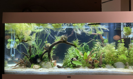 aquarium Lili et Titi 1