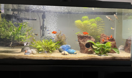 aquarium Pierres Bleues