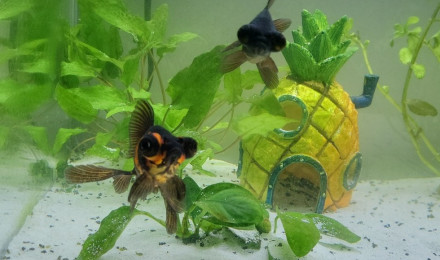 aquarium Bubulleland