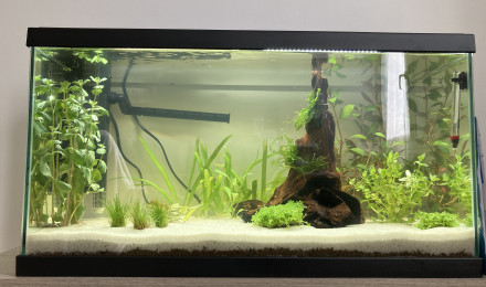aquarium 60l
