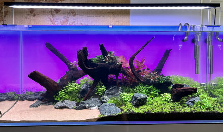 aquarium 300L