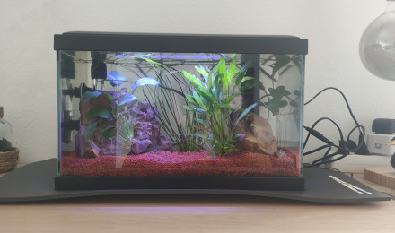 aquarium 20L Blue Velvet