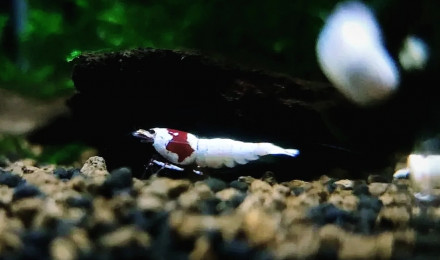 aquarium Bac  Pure Red Line