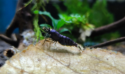 aquarium Bac Purple Metallic