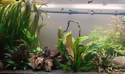 aquarium 200 litres