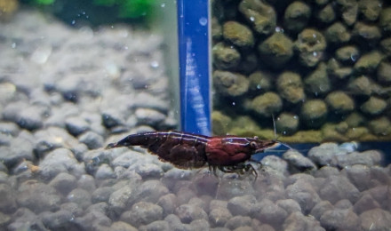 aquarium Bac Neo Red Onyx