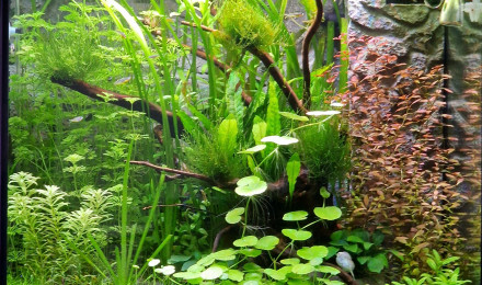 aquarium Lido 120 Led