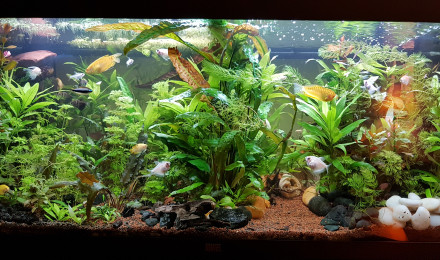 aquarium Juwel  Rio 180