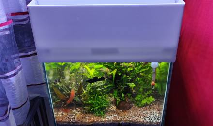 aquarium aquaponie