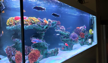 aquarium Tof