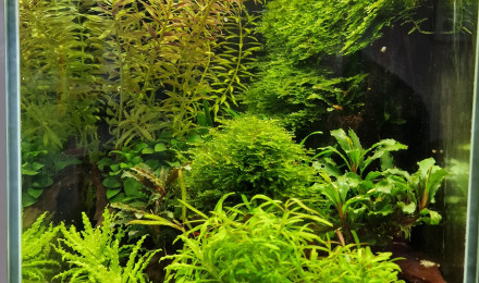 aquarium Nano 20l