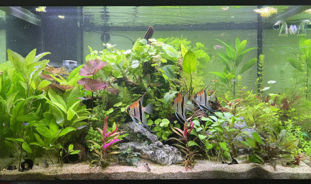 aquarium Scalaire world