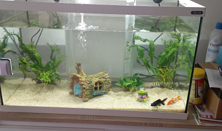 aquarium Aquarium Bureau
