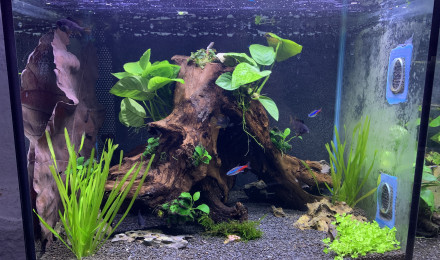 aquarium Bac1
