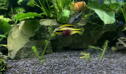 aquarium Bac2