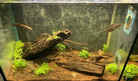 aquarium Channa andrao