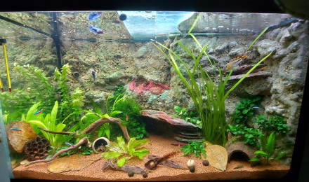 aquarium La crique