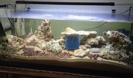 aquarium Récifal 1