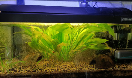 aquarium 141 01 Couple Fundulopanchax sjoestedti Niger Delta