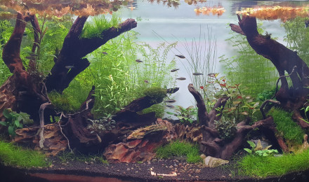 aquarium Néon noir