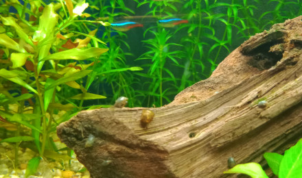 aquarium Aquarium de néons