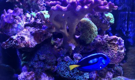 aquarium Nano Récif