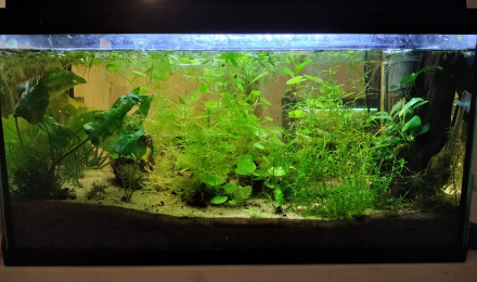 aquarium Maison