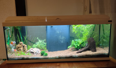 aquarium nouveau projet