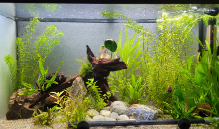 aquarium Mon aquarium