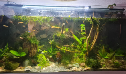aquarium Communautaire low-tech 120l