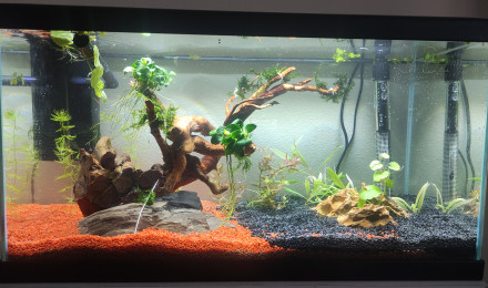aquarium 58L Danio Galaxy et Neocaridina