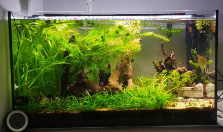 aquarium Prosperity Forest